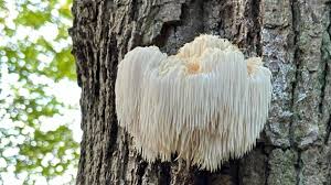 Lions Mane Vodka